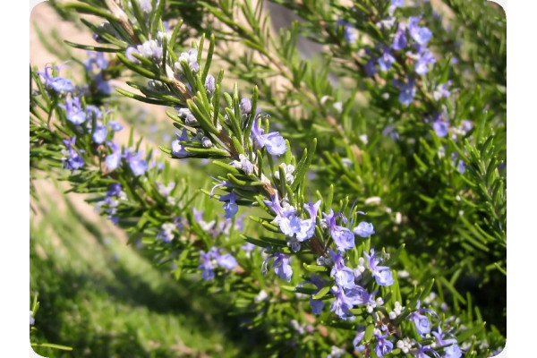 Organic rosemary