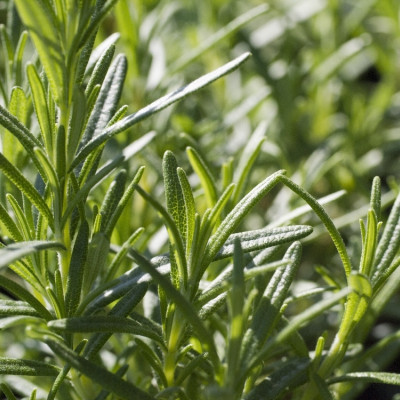 Organic rosemary