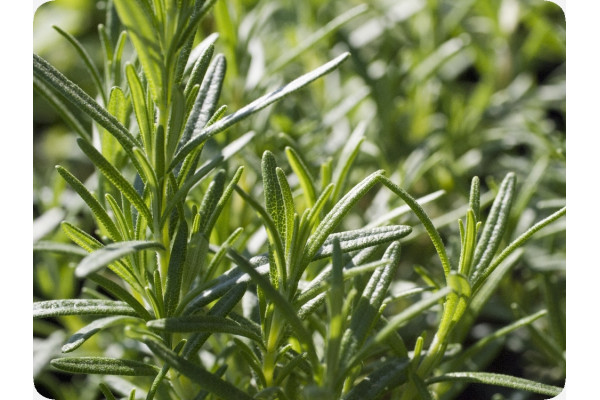 Organic rosemary