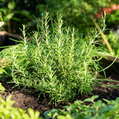 Organic rosemary