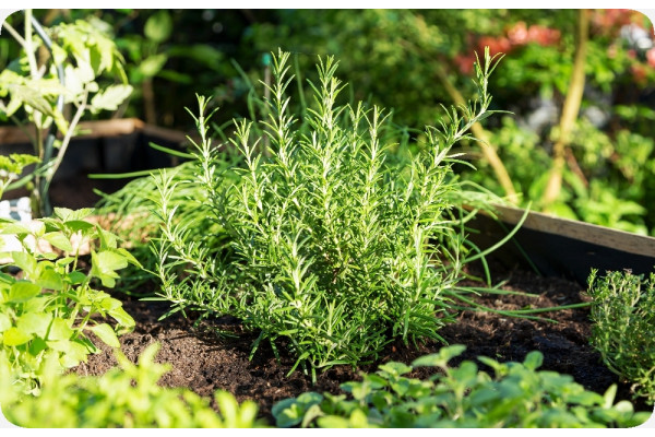 Organic rosemary