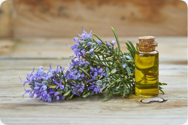 Organic rosemary
