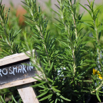 Organic rosemary