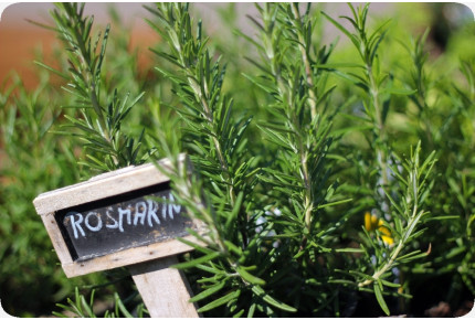 BIO - Rosmarin
