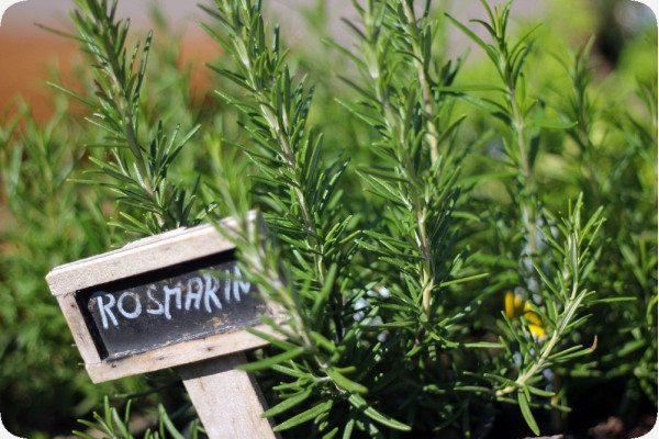 Organic rosemary