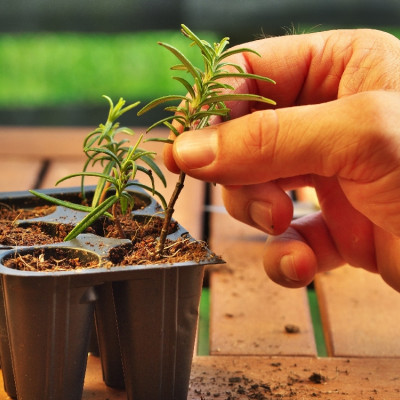 Organic rosemary