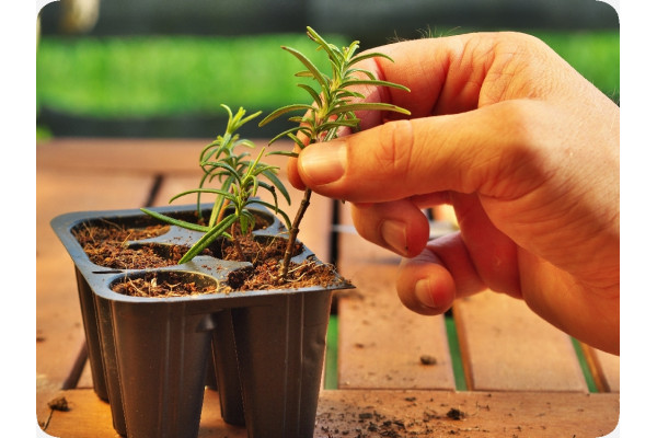 Organic rosemary