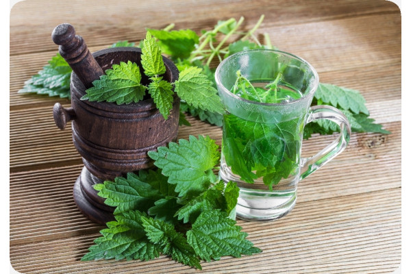 Organic - Stinging Nettle