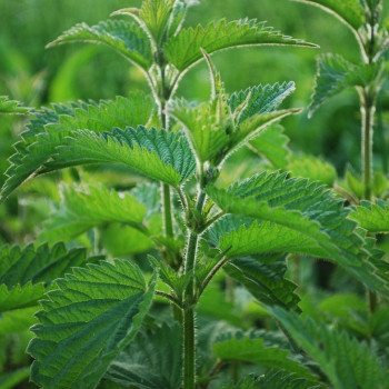 Organic - Stinging Nettle