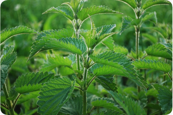 Organic - Stinging Nettle