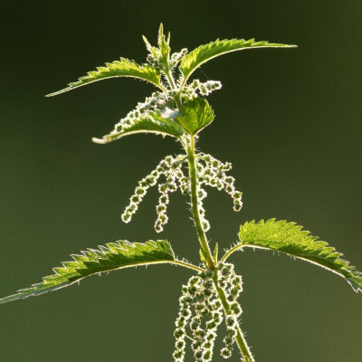 Organic - Stinging Nettle