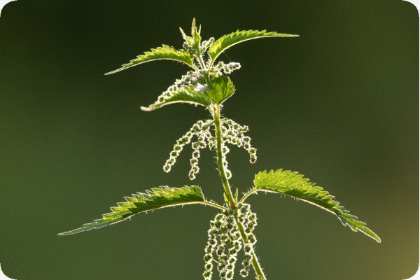 Organic - Stinging Nettle