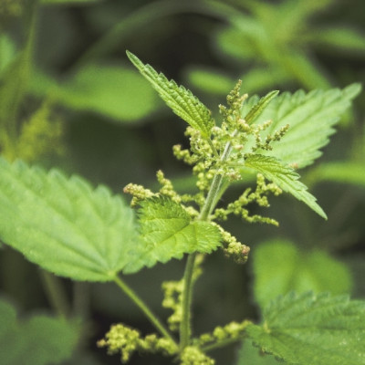Organic - Stinging Nettle