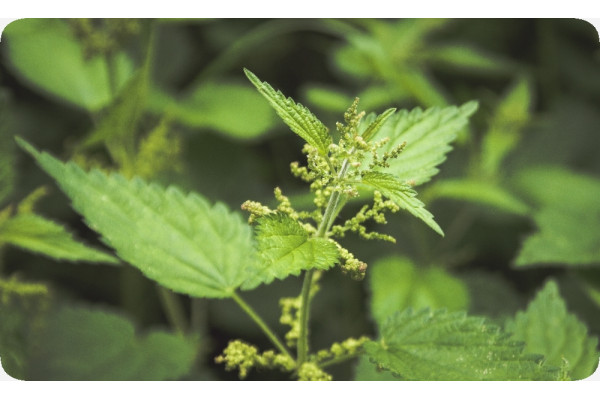 Organic - Stinging Nettle