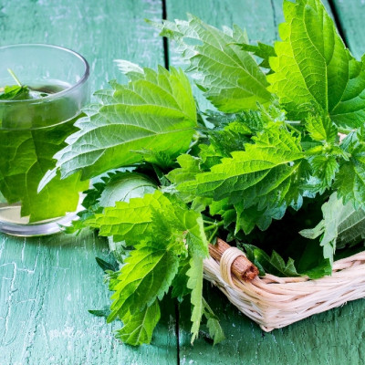 Organic - Stinging Nettle