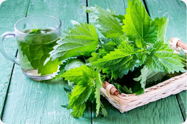 Organic - Stinging Nettle