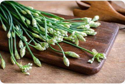 BIO - Schnitt - Knoblauch