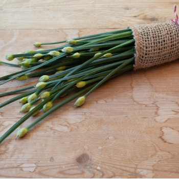 BIO - Schnitt - Knoblauch