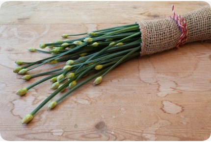 BIO - Schnitt - Knoblauch