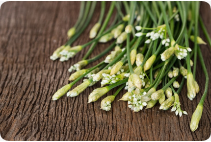 BIO - Schnitt - Knoblauch