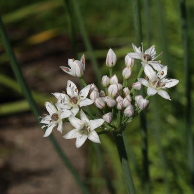 Organic - Cut - Garlic