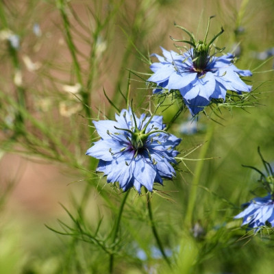 BIO - Schwarzkümmel