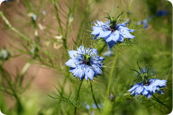 BIO - Schwarzkümmel
