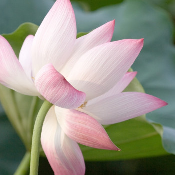 Indian lotus flower