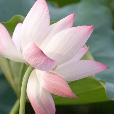 Indian lotus flower