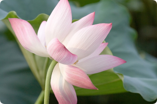 Indian lotus flower