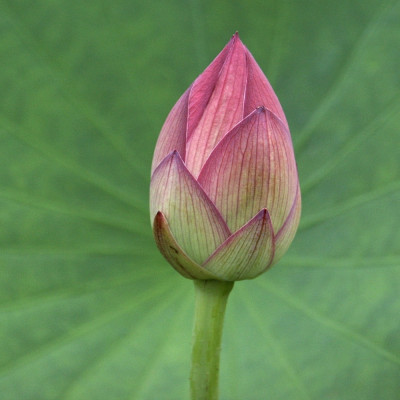 Indian lotus flower