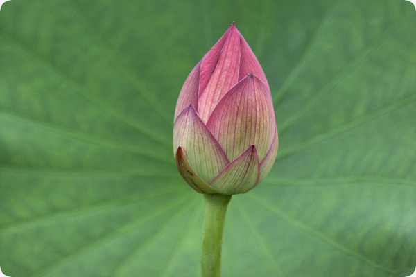 Indian lotus flower