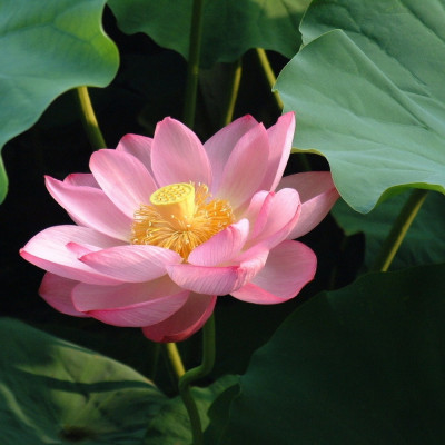 Indian lotus flower