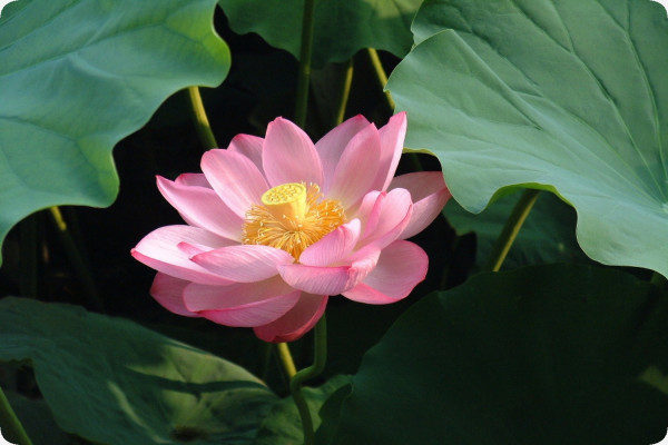 Indian lotus flower
