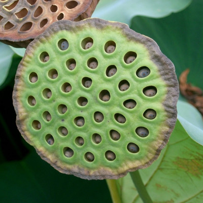 Indian lotus flower
