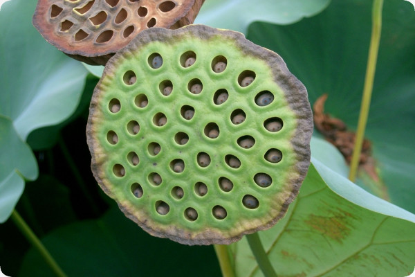 Indian lotus flower