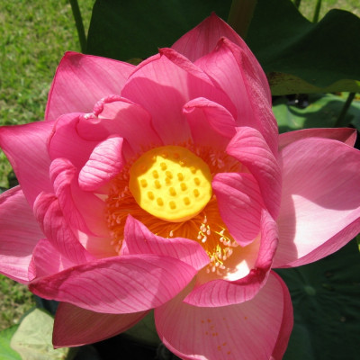 Indian lotus flower