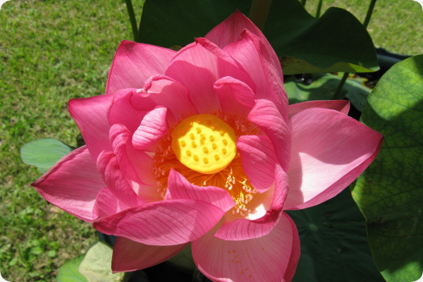 Indian lotus flower