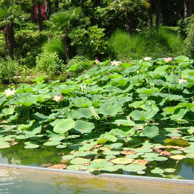 Indian lotus flower