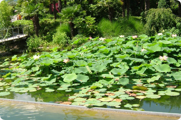 Indian lotus flower
