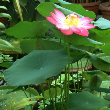 Indian lotus flower
