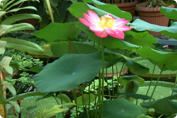 Indian lotus flower