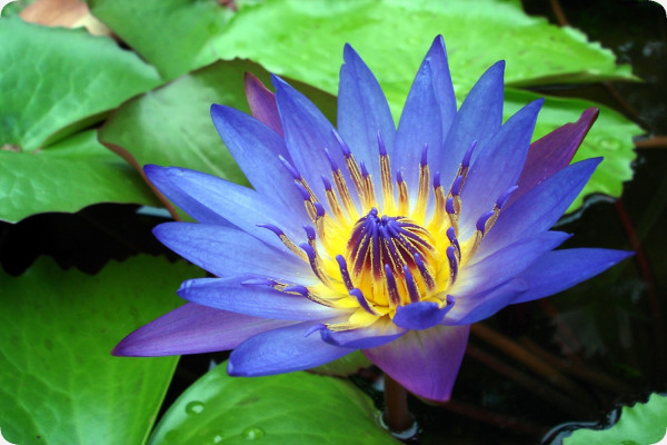 Blaue Seerose