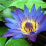 Blaue Seerose