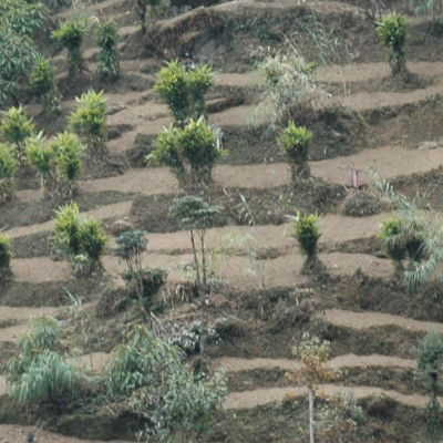 Kardamom