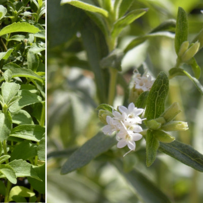 Stevia Süßkraut