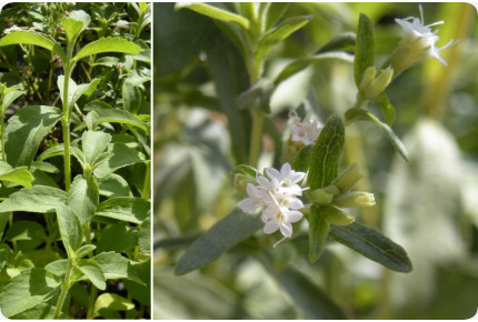 Stevia makea yrtti