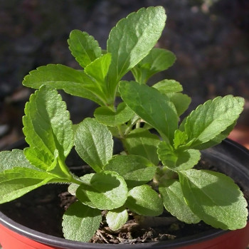 Stevia Süßkraut