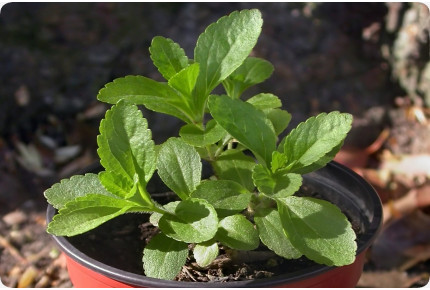 Stevia sweet herb
