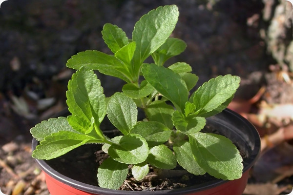 Stevia Süßkraut